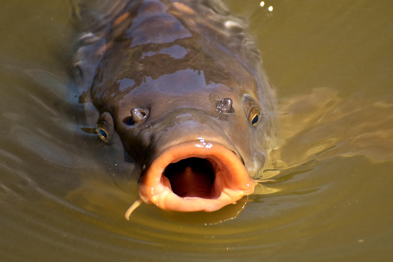 a carp fish which has giant lips