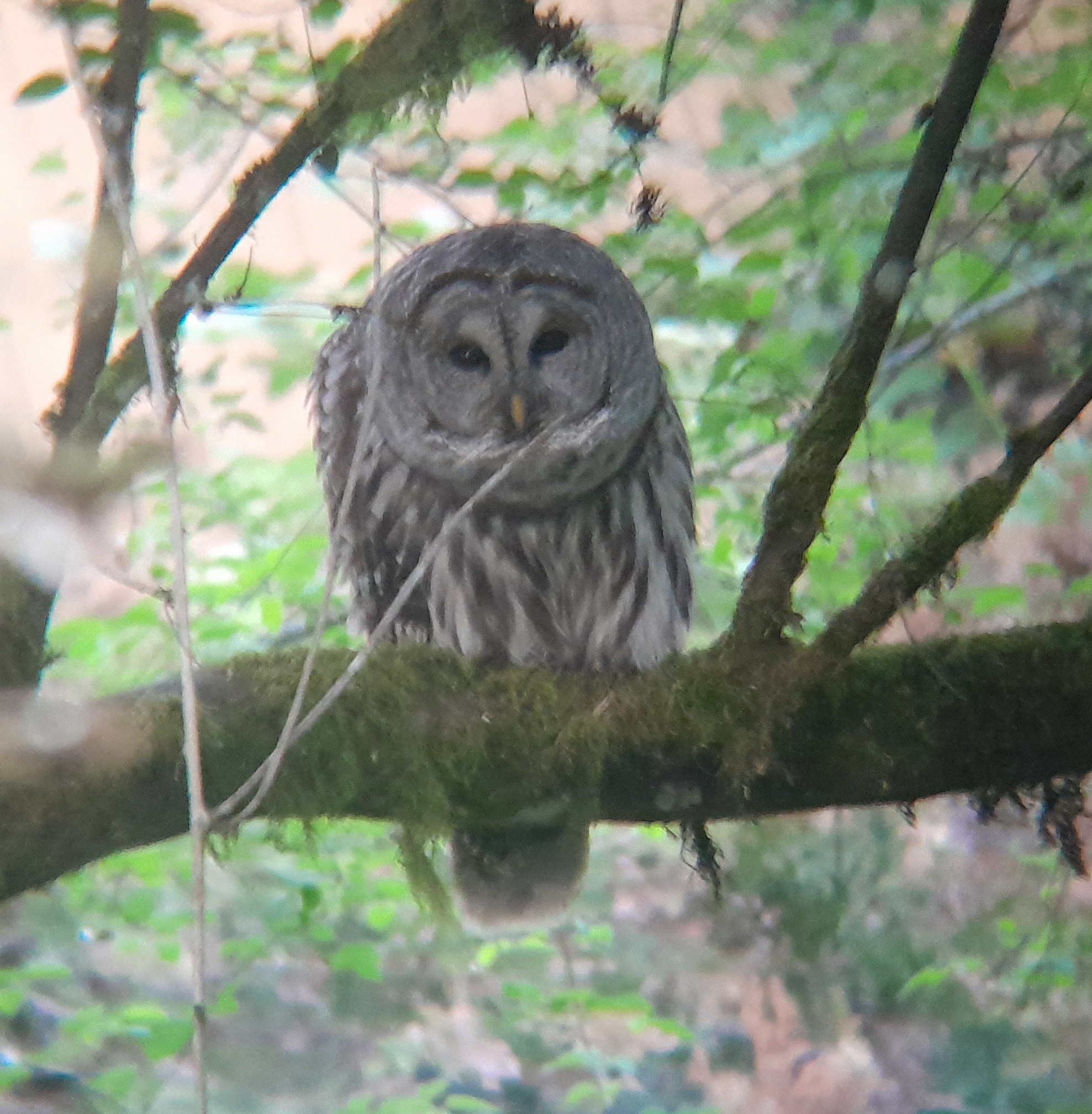 Barred owl (slightly out of focus) hunched down a bit on the brach it's perched on