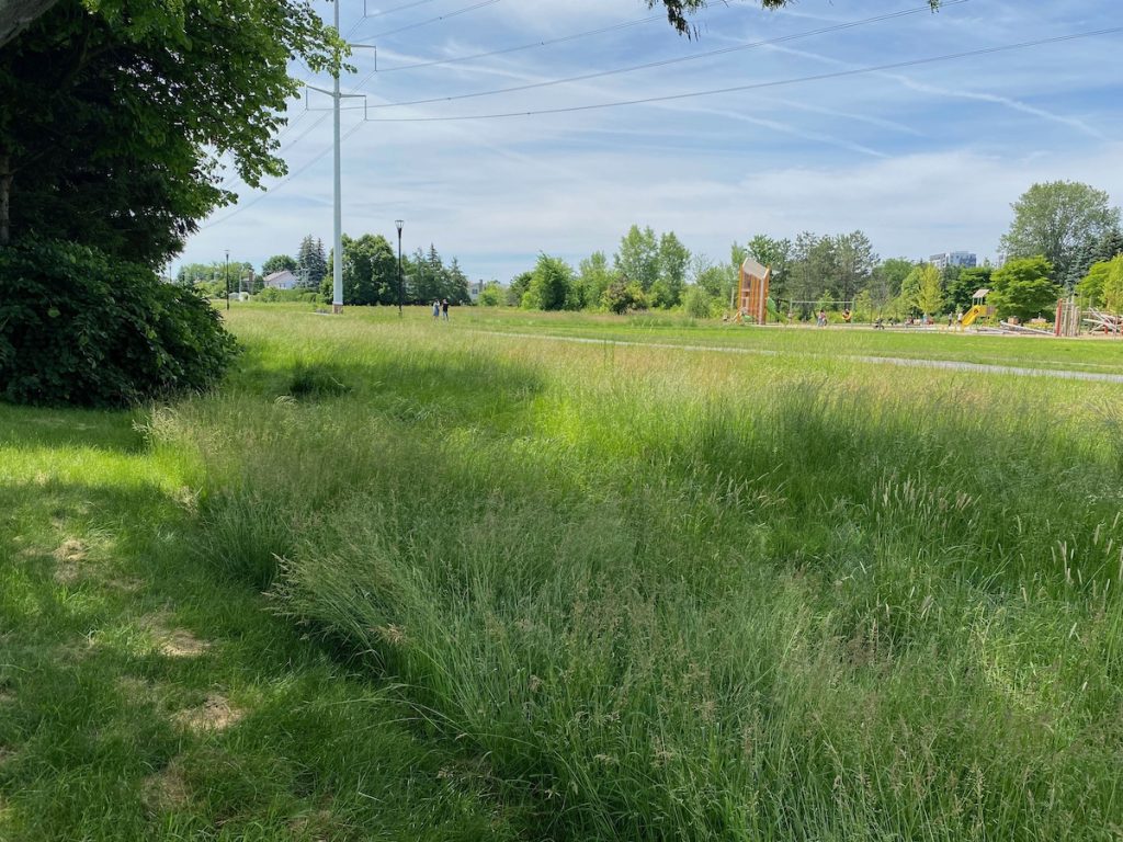 Example of patch of long grass