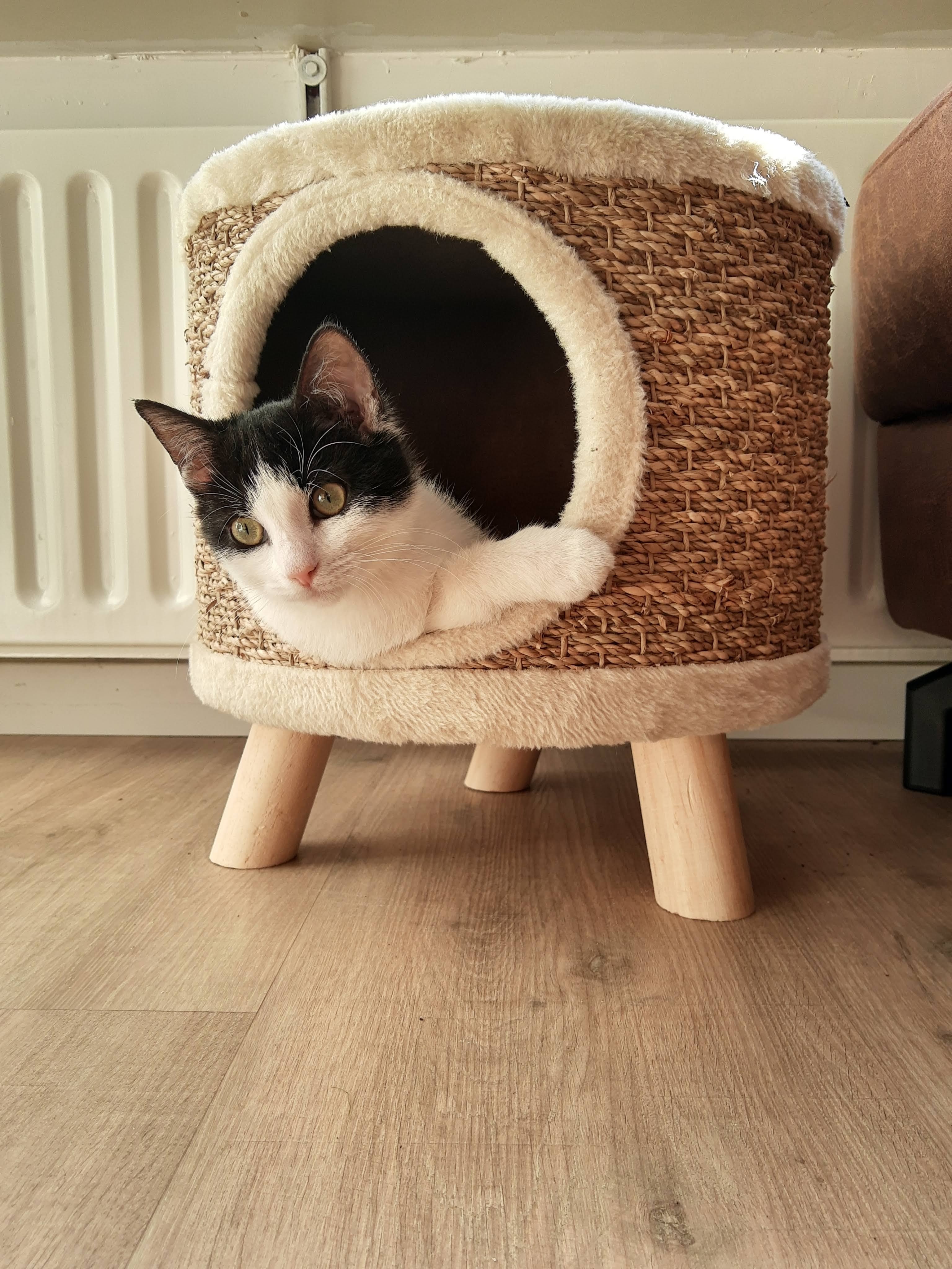 Picture of a cat 