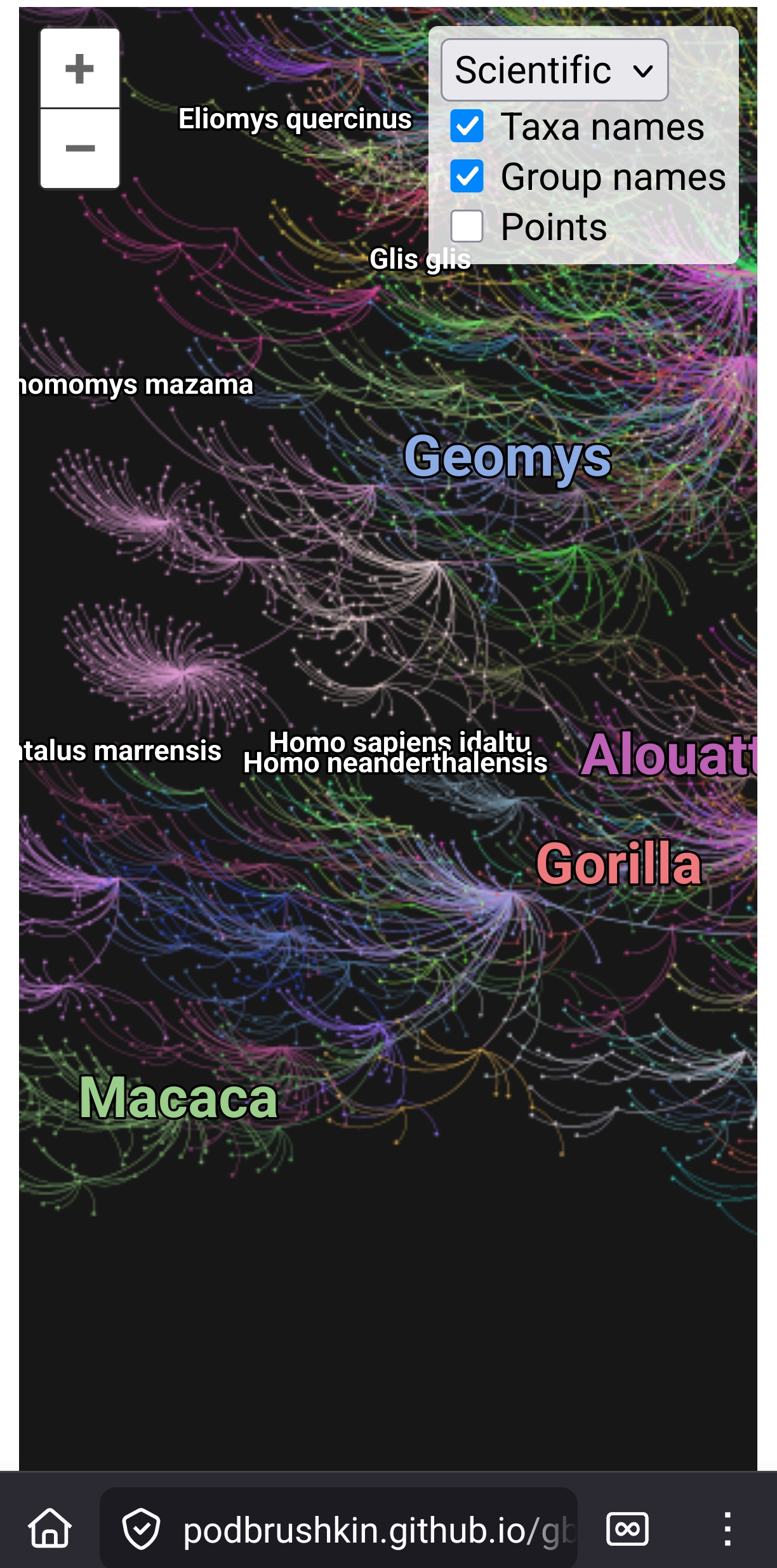 Homo sapiens: center of lower mammalia region