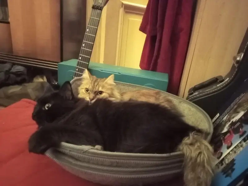 2 cats 1 basket
