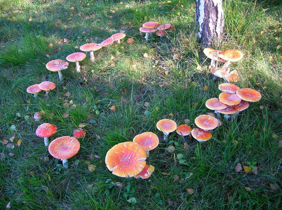 fairy ring