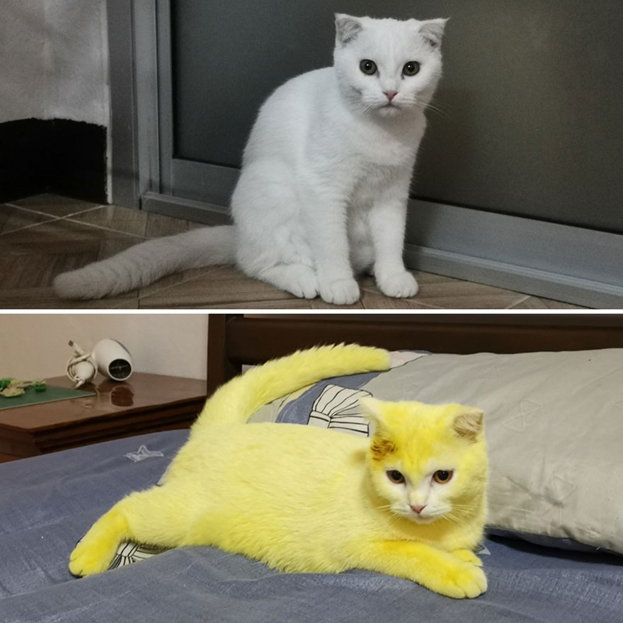 Picture of a white cat before and after being colored yellow through turmeric