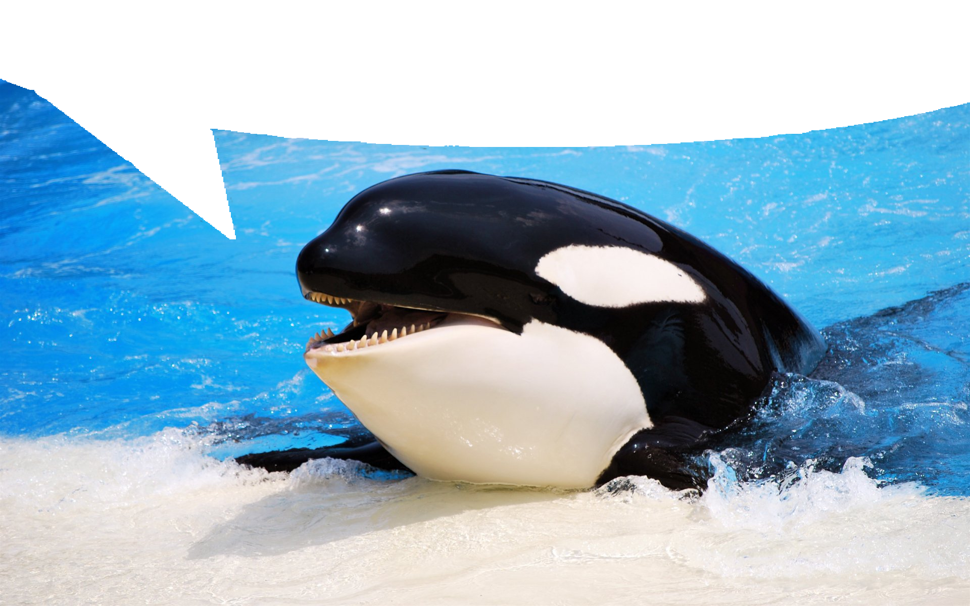 Orca with transparent speech bubble atop it
