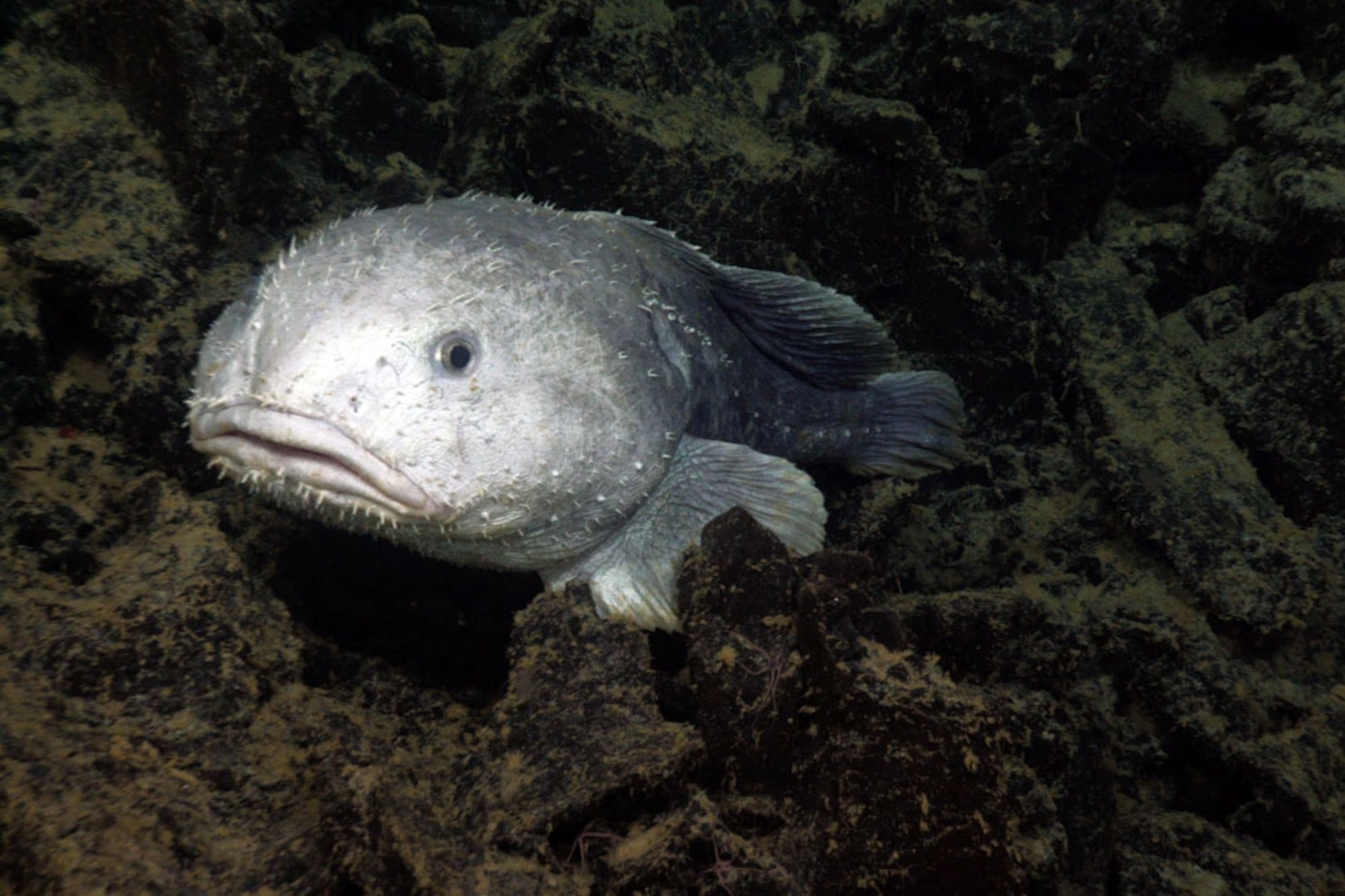 actual fish