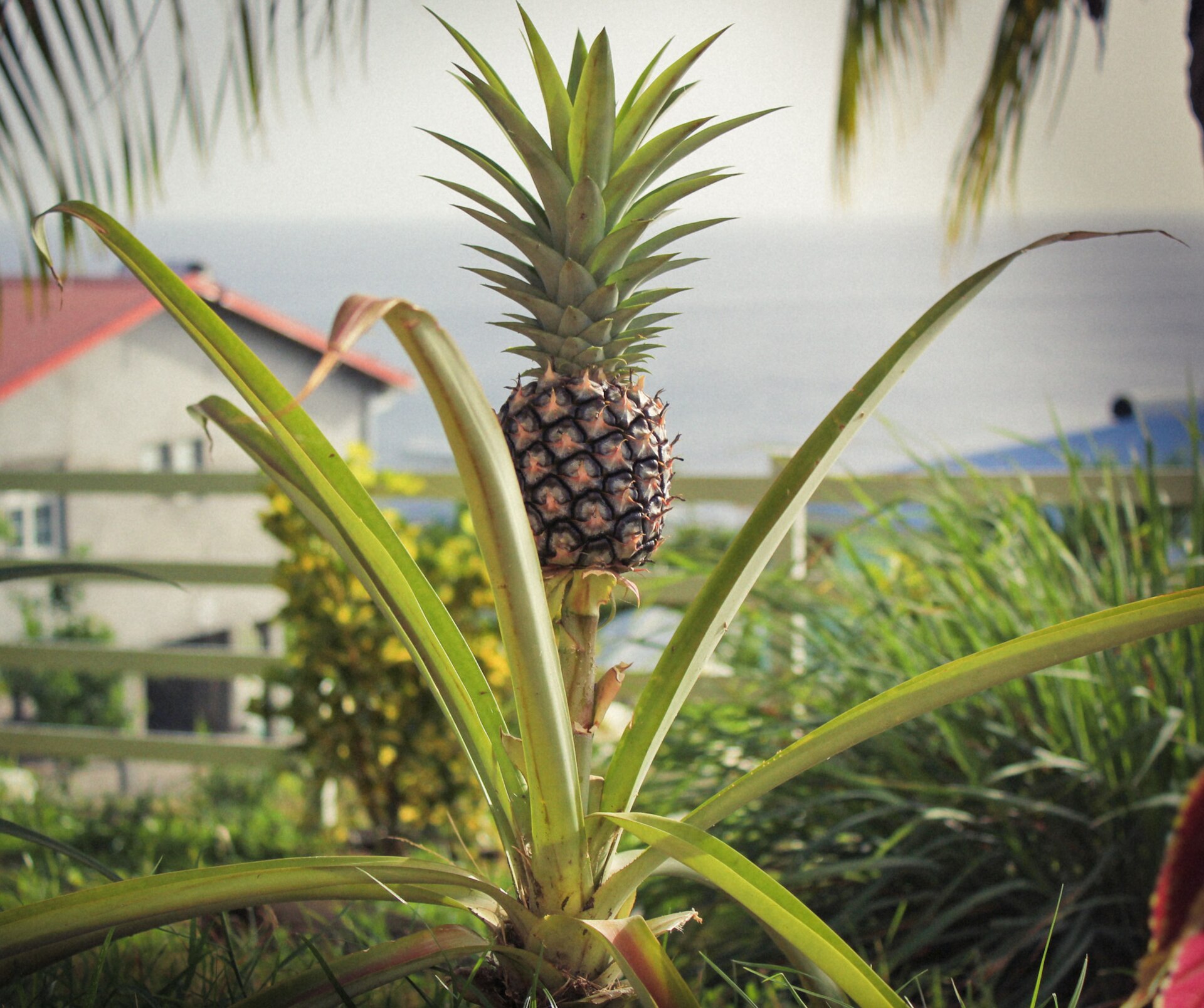 Focus on a single pineapple, which grows on long leaves, on a long stem, alone, with other leaves on its head.