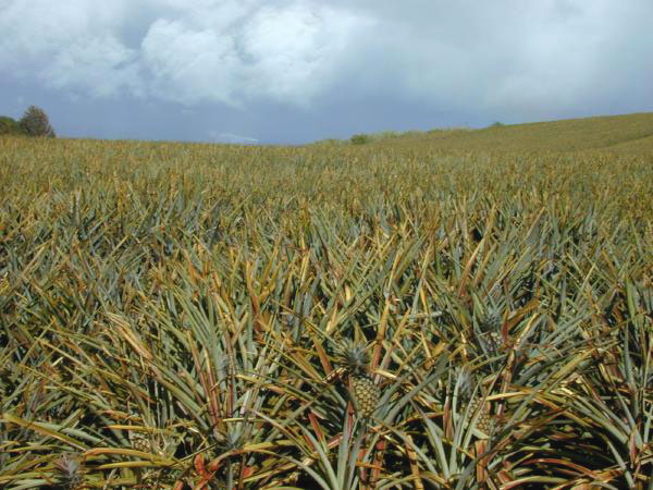 A pineapples plantation.