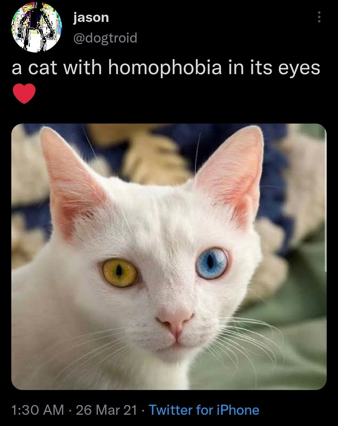 cat with homophobia in his eyes