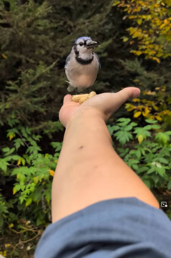 Blue jay eating peanuts from an outstretched hand.