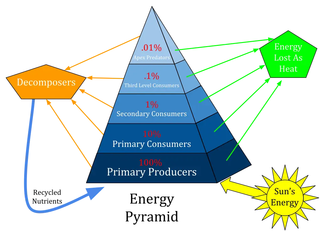 An energy pyramid is a presentation of the trophic levels in an ecosystem. Energy from the sun is transferred through the ecosystem by passing through various trophic levels. Roughly 10% of the energy is transferred from one trophic level to the next, thus preventing large amounts of trophic levels. There must be higher amounts of biomass at the bottom of the pyramid to support the energy and biomass requirements of the higher trophic levels.