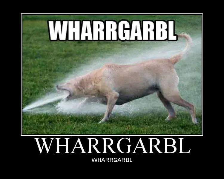 WHARRGARBL

Dog attempting to drink from high power water sprinkler

WHARRGARBL

WHARRGARBL