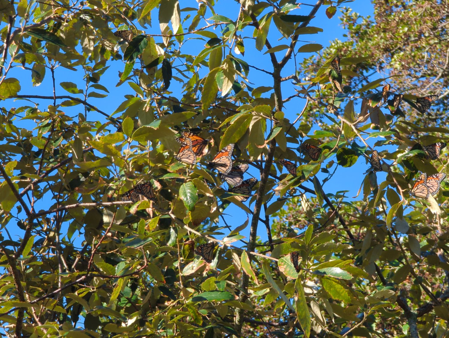 photo of many monarch butterflies swarming a tree