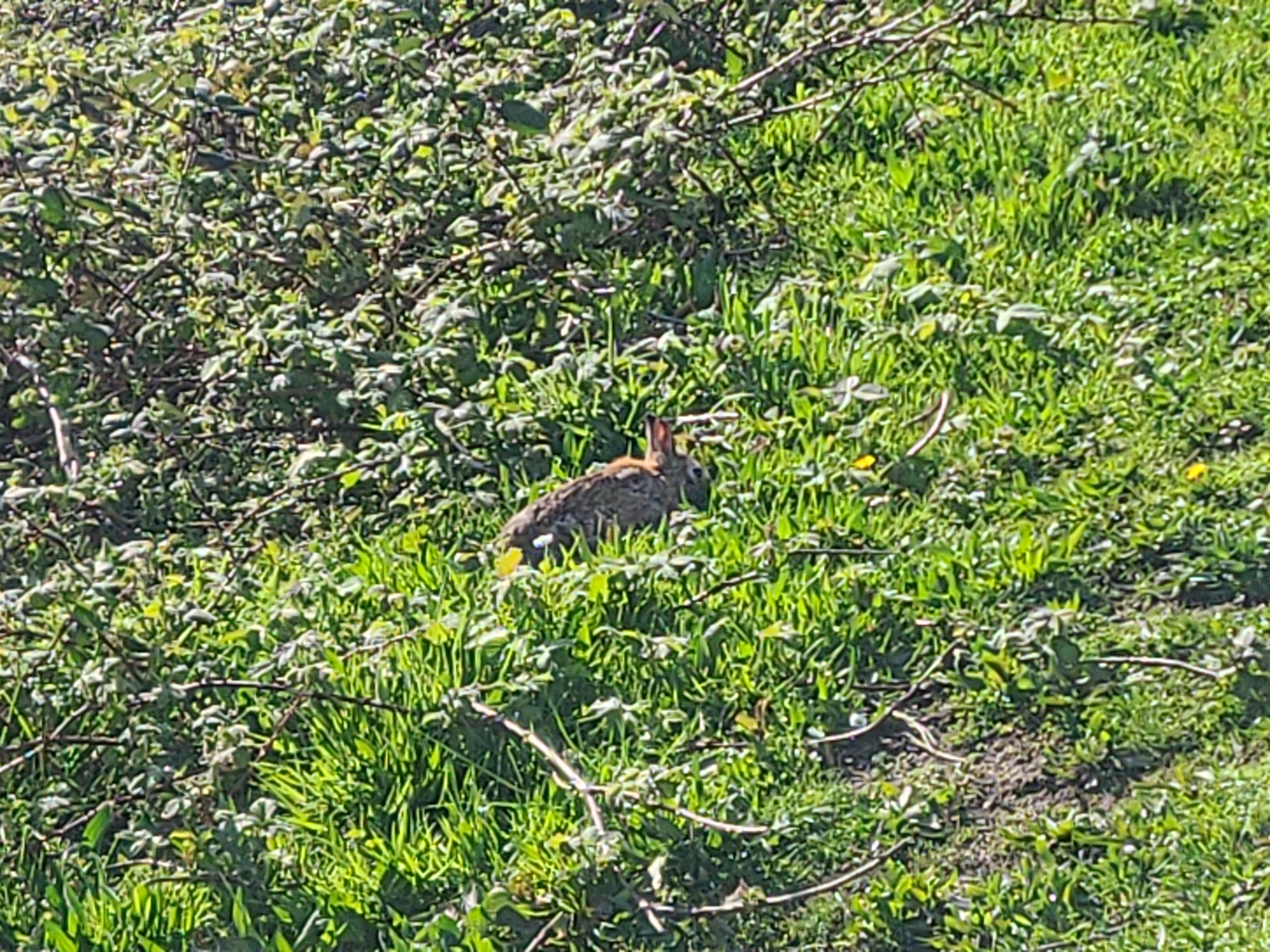 bun eating grass in the glorious sun