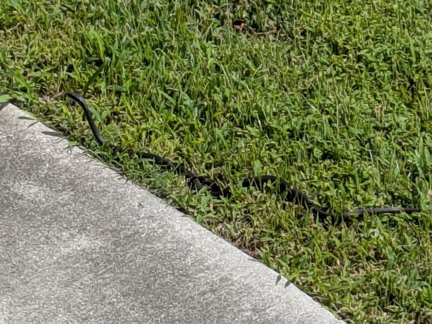 Tiny but long little black snake enjoying the morning sunshine in some grass