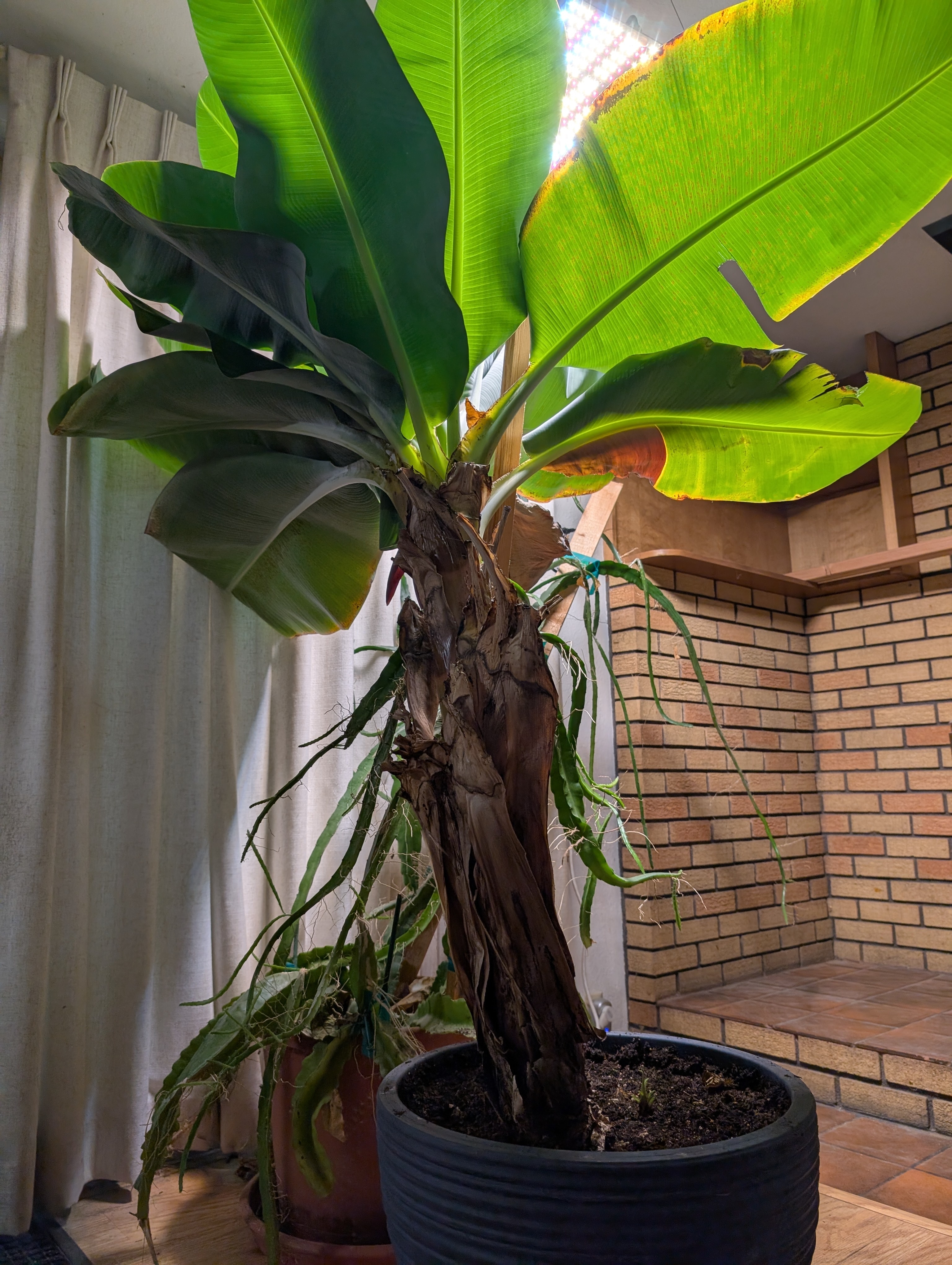 Banana tree