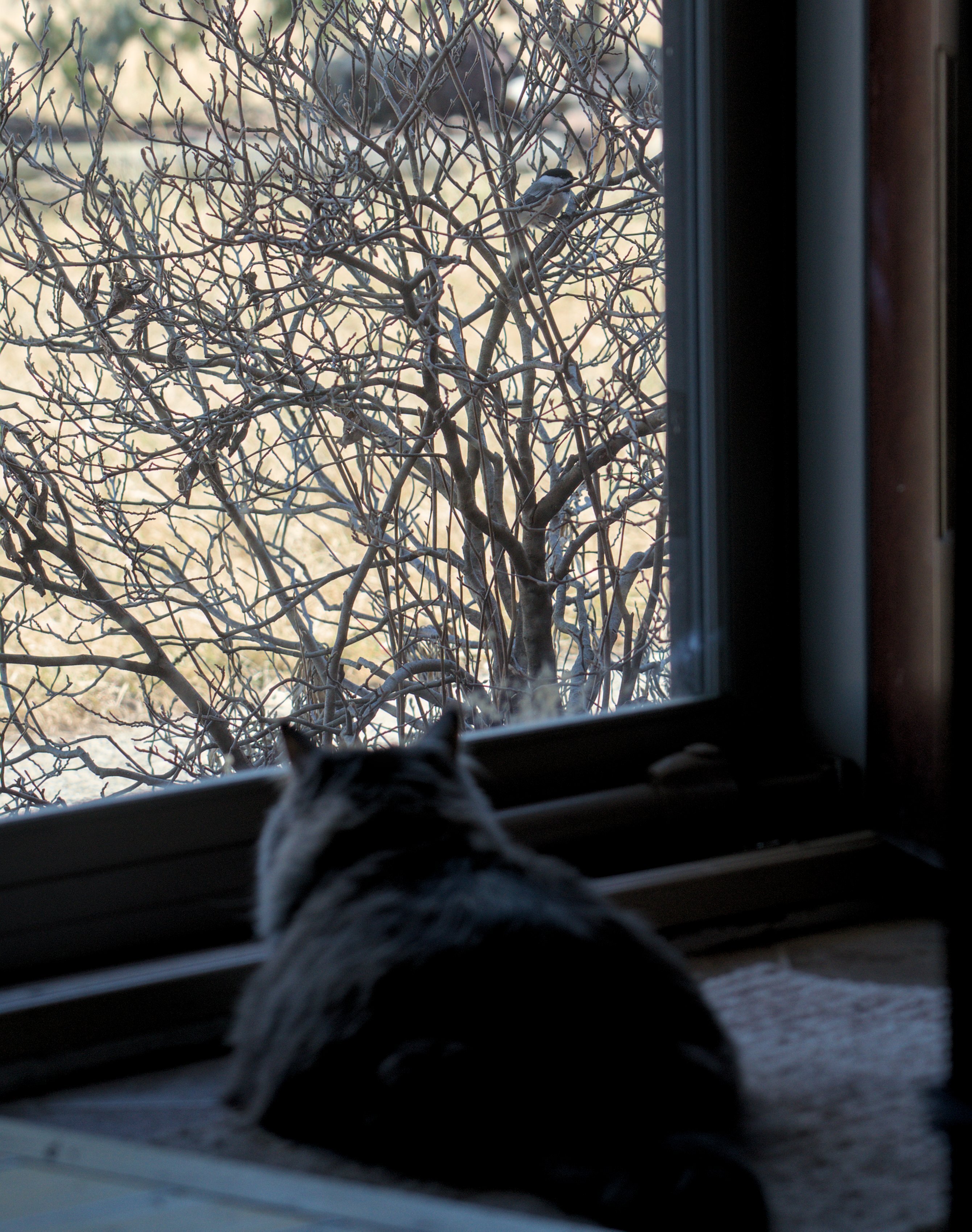 A glorious fluff of a cat watches a chickadee, that's tantalizing close,  through a screen door