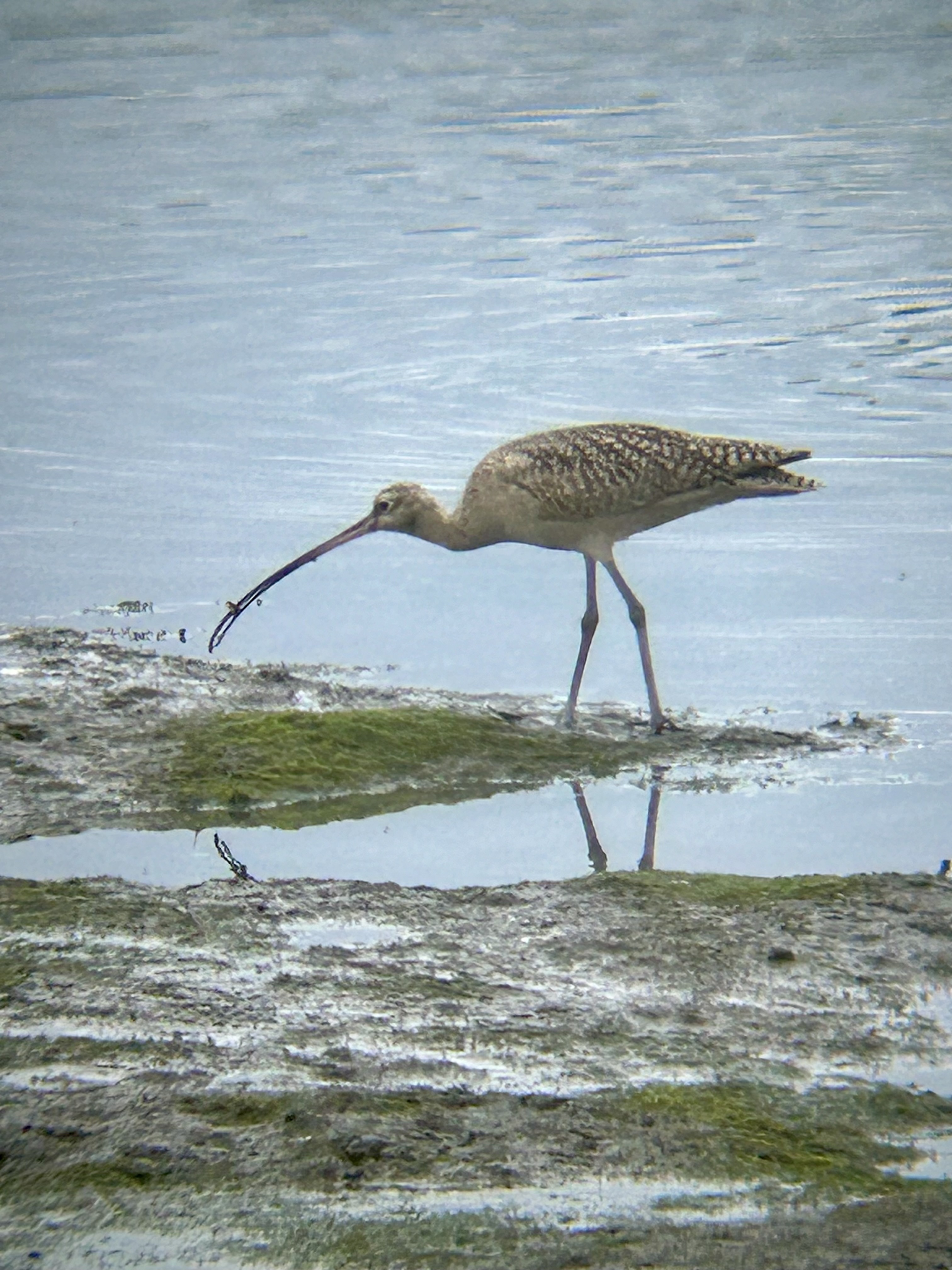 A buff colored long legged wading bird stands on a mudflat at the waters edge. The bird holds a small crustacean in its very long bill. 