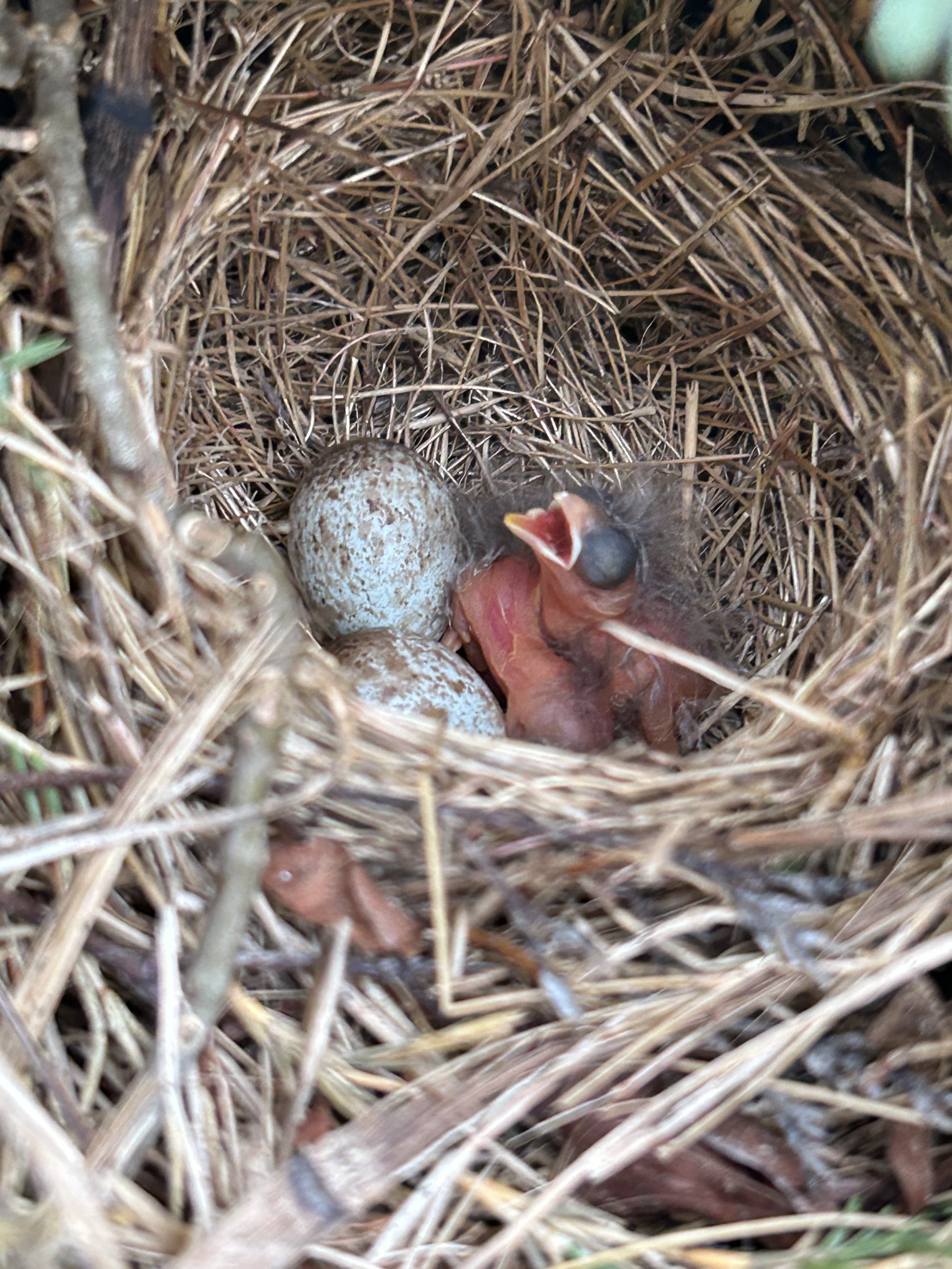 A pink skinned featherless hatchling bird with eyes still closed and mouth wide open sits in a nest beside two speckled eggs. 