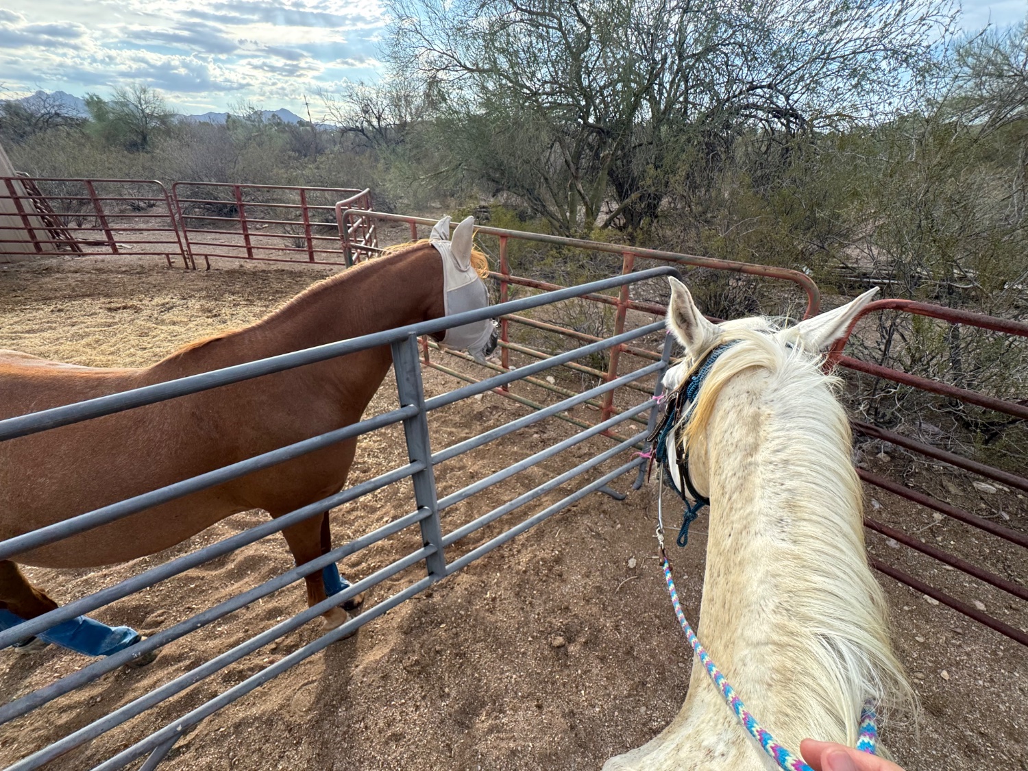 Two horses