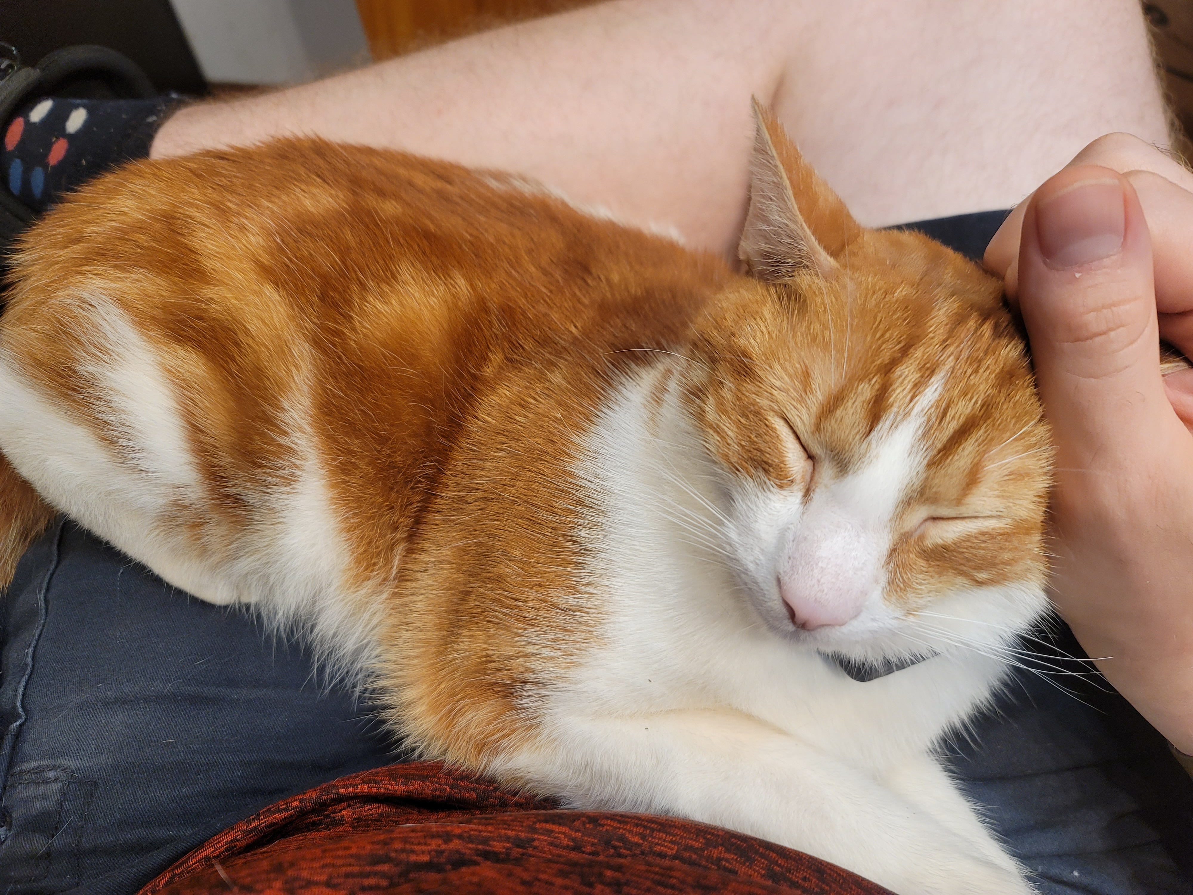 an orange and white cat, content in my lap.