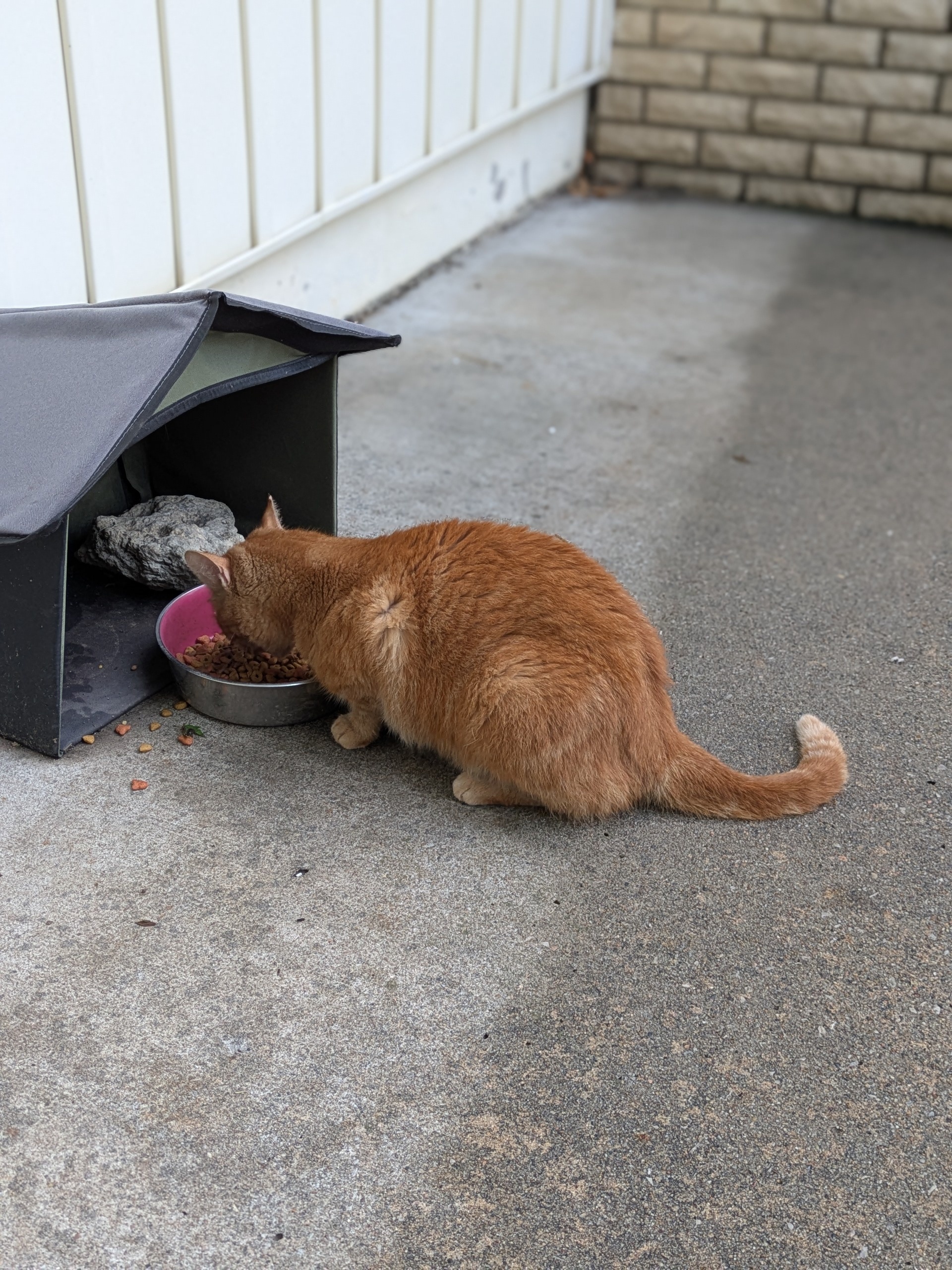 Orange cat eating food.