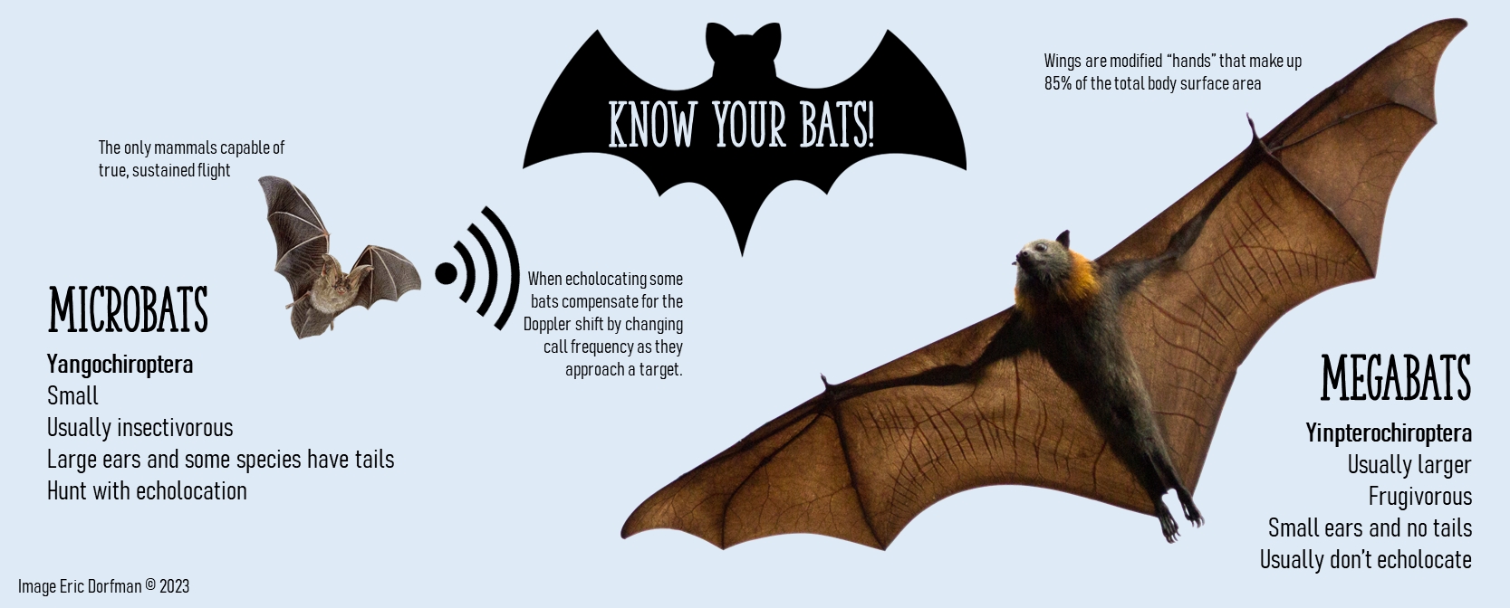 bat-comparison-2-1567055766