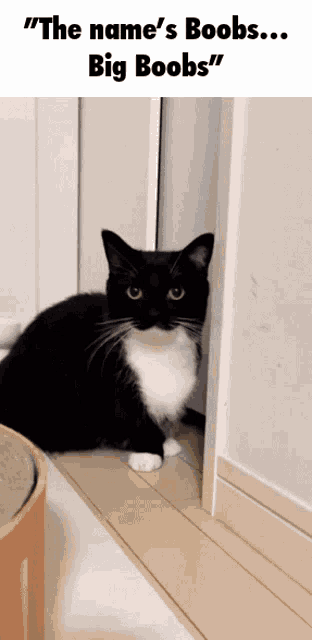 cat named big boobs