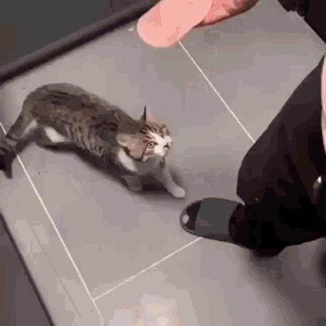 Ham on cat