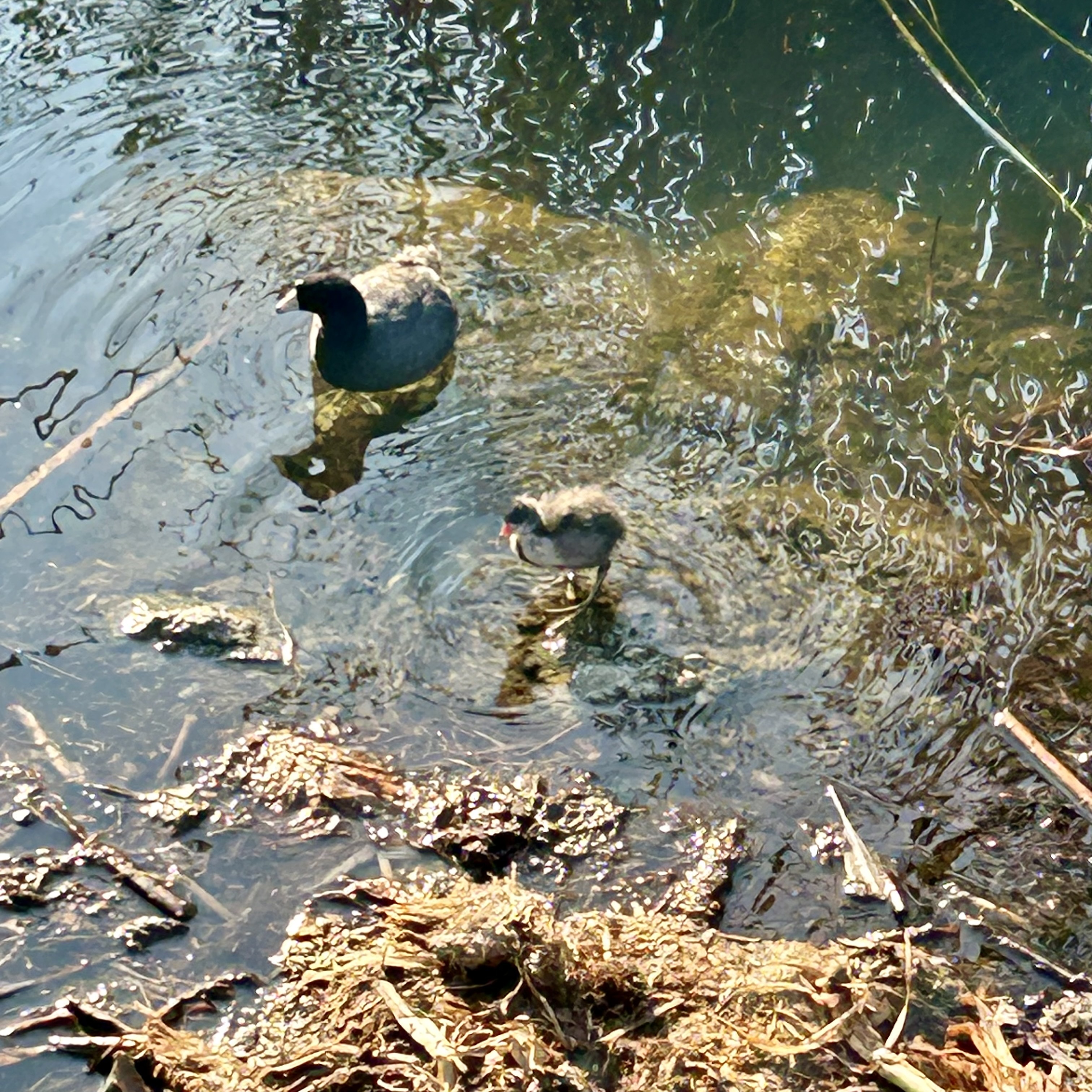 Two birds, adult and child stand in shallow water. The adult is grey with a black head and white bill. The child is grey with a white chest and orange bill. The child is still a nestling and has not lost its downy feathers.