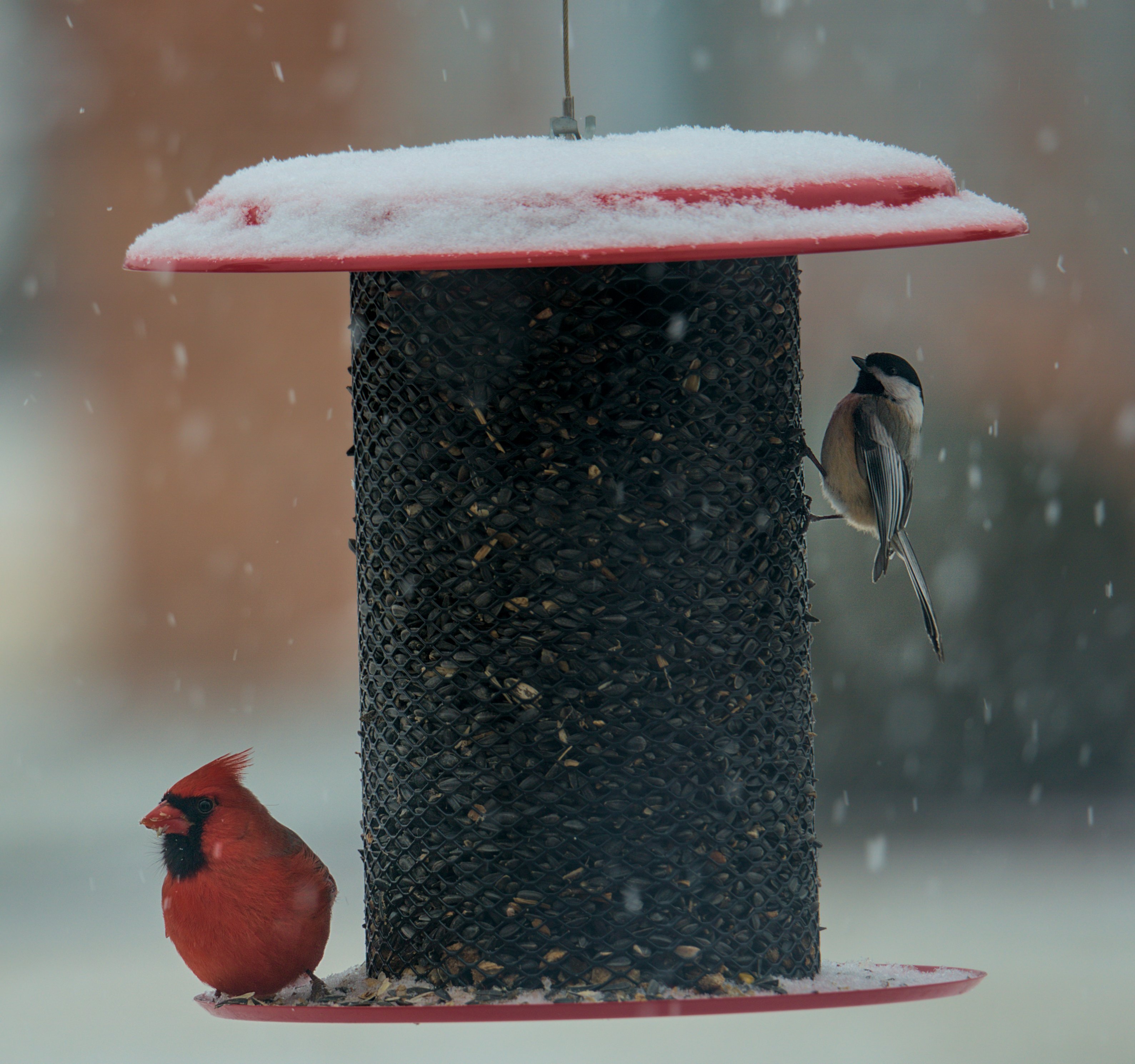A cardinal and chickadee on a bird feeder with snow falling