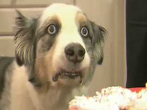 dog has seen some shit