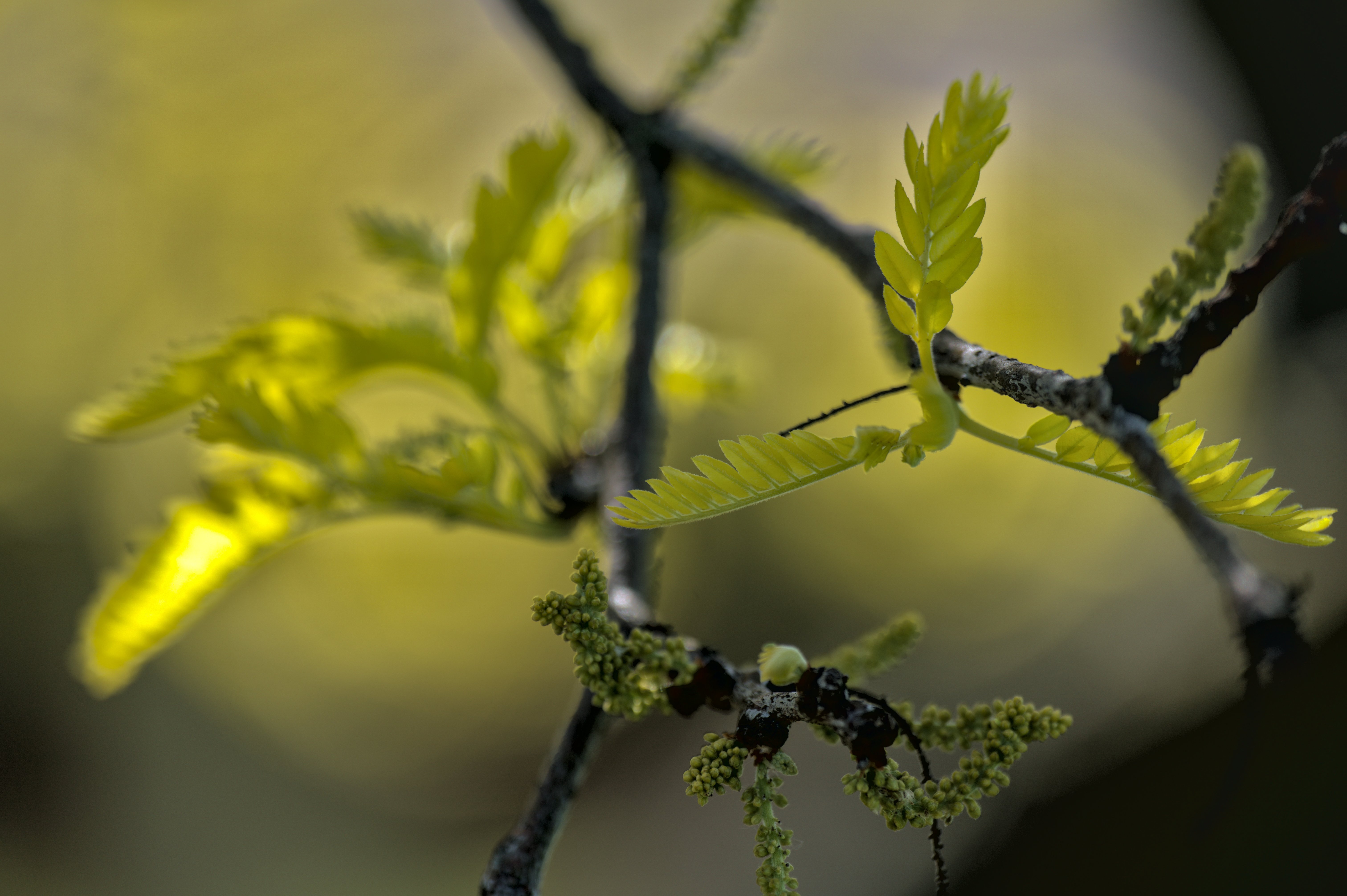 A close up photograph of a honey locust tree putting out new growth.