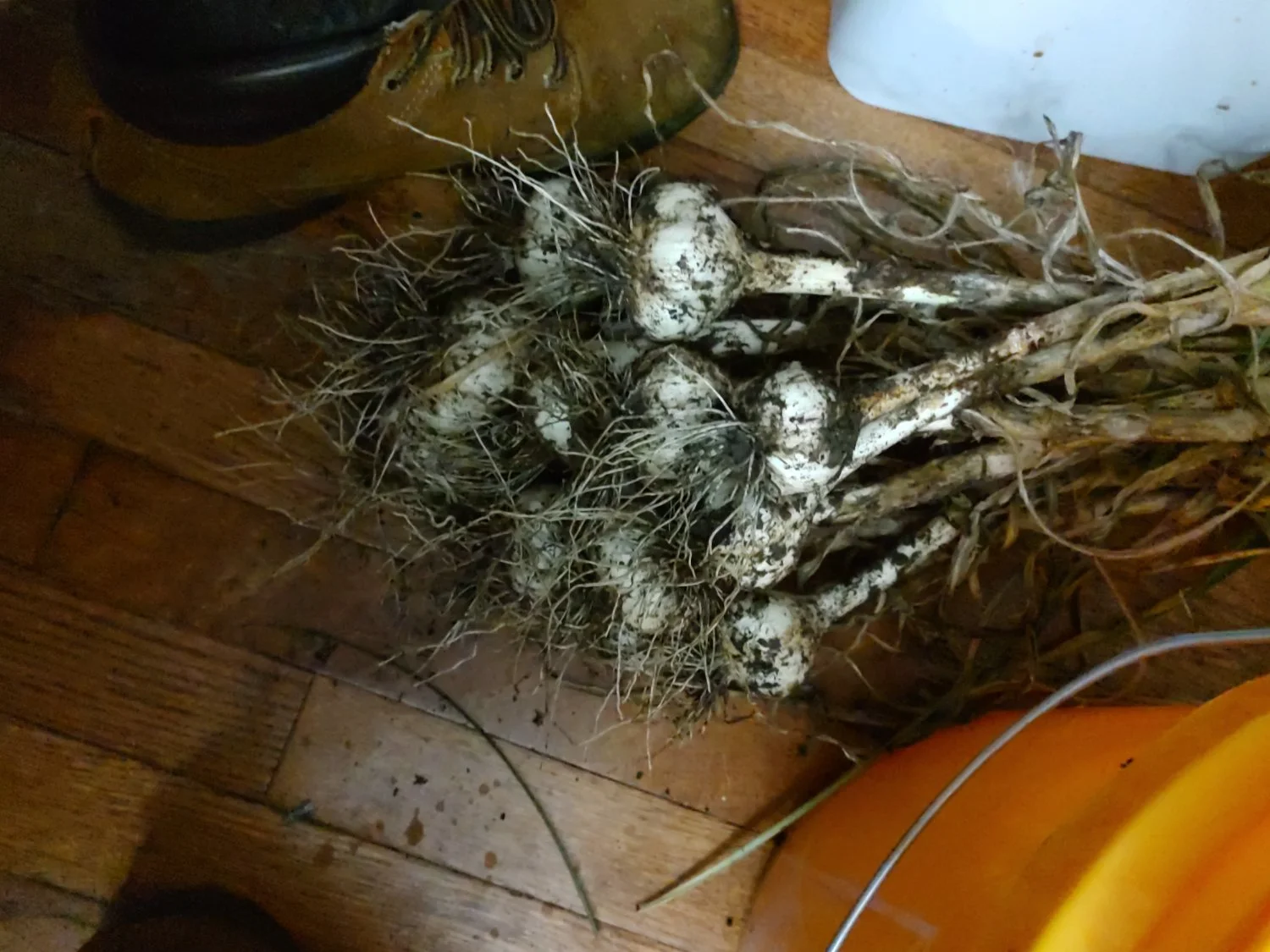 A picture of some dirt covered garlic that was just harvested. 