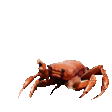 crab-dance