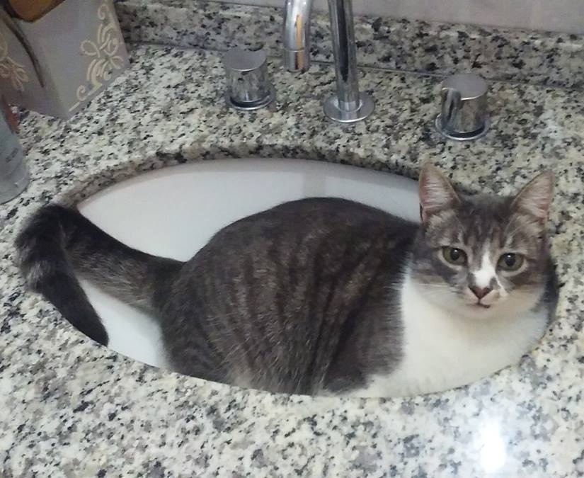 A tabby resting comfortably inside a bathroom sink, looking at the viewer.