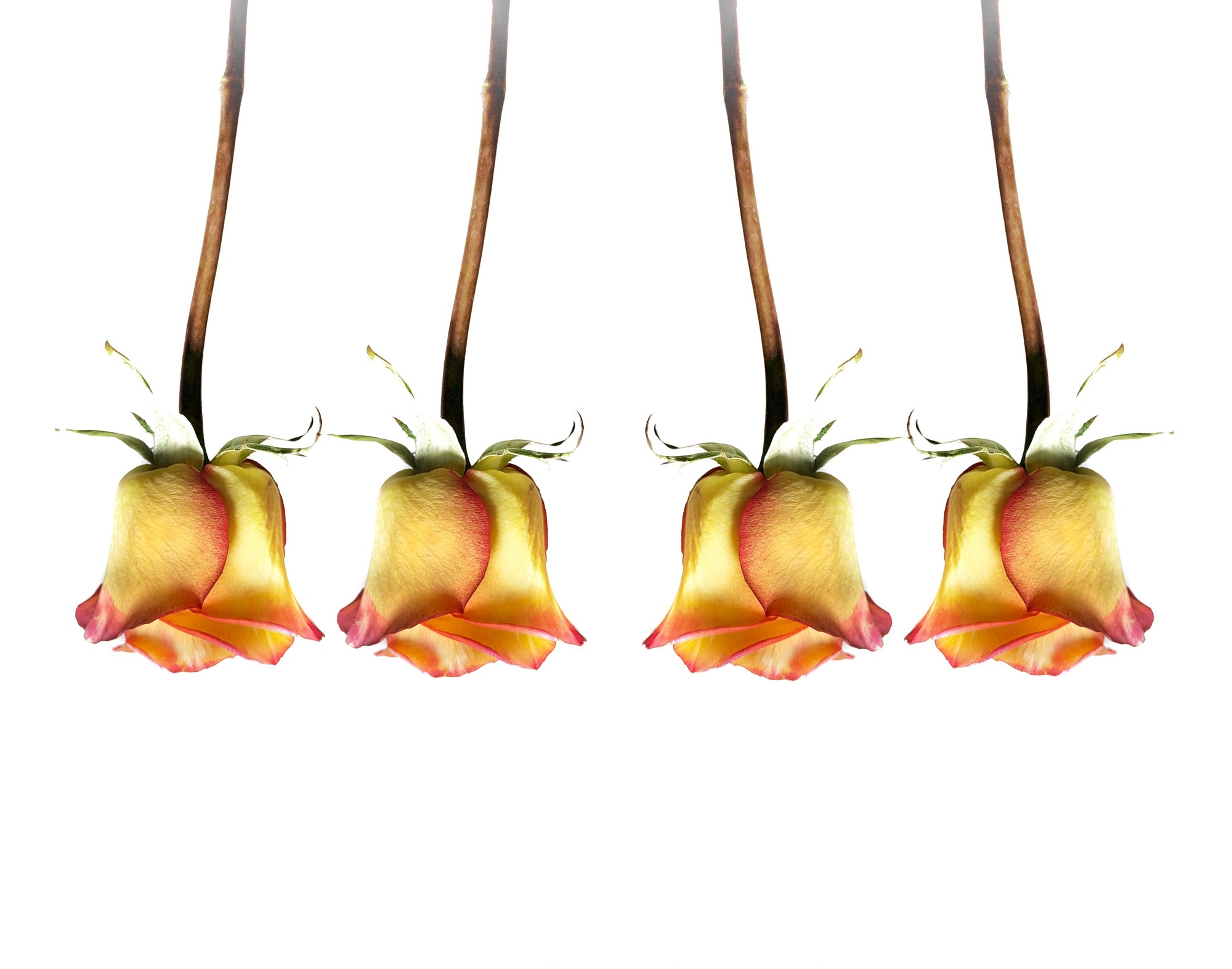Four upside-down yellow and pink roses with long stems arranged in a symmetrical pattern on a white background – floral photography by Shawn D. Crabtree.