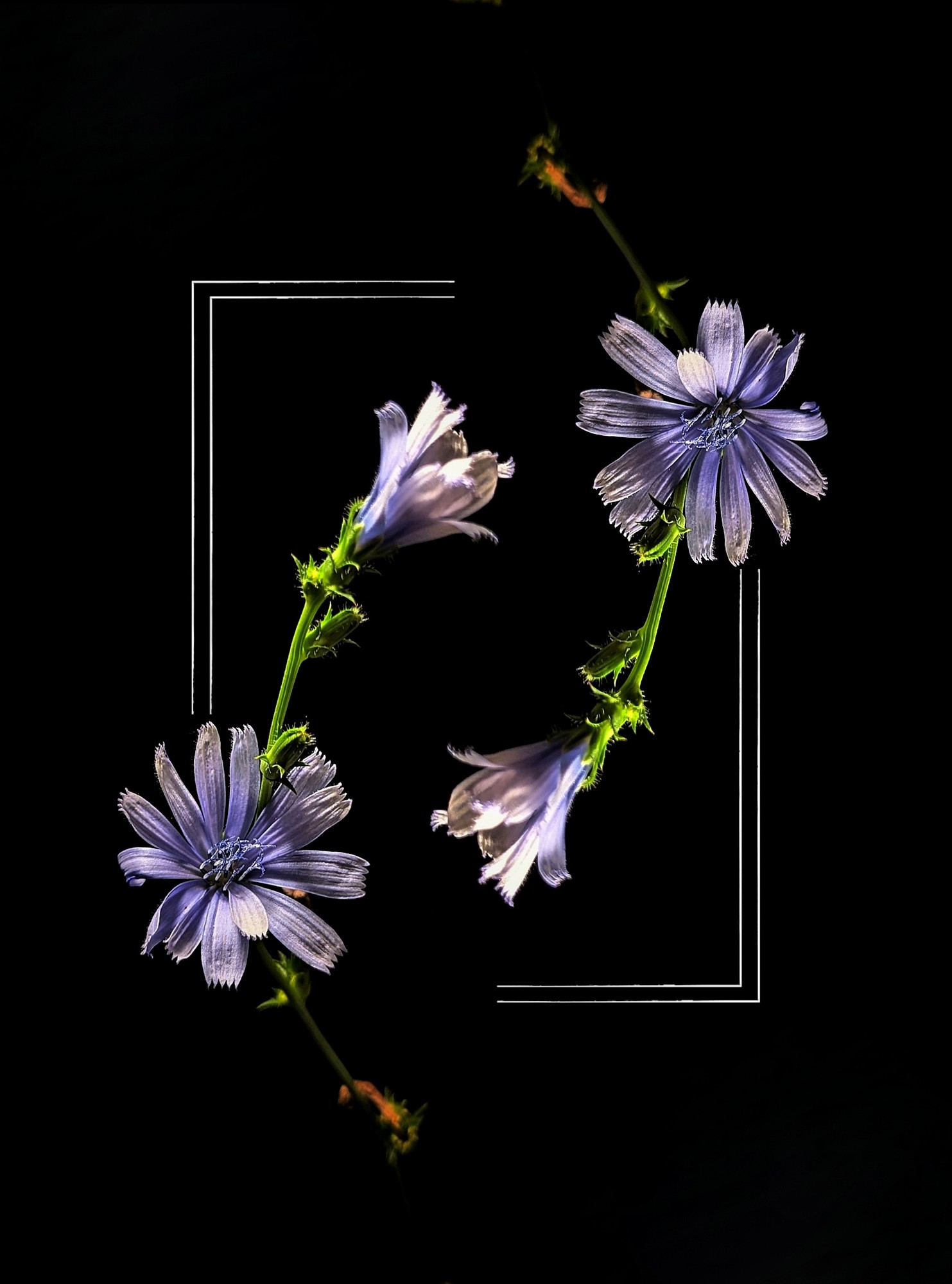 Digital artwork featuring mirrored chicory flowers with delicate lavender petals and green stems on a stark black background, framed by minimalist white geometric lines for a striking symmetrical effect.