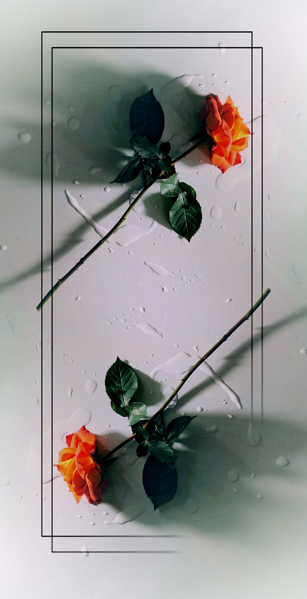 Artistic floral photograph by Shawn D. Crabtree featuring two orange roses with green leaves arranged diagonally on a white background with water droplets, framed by minimalist black rectangles and soft shadows.