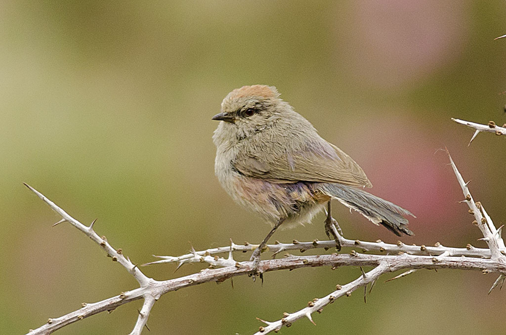 Female tit-warbler showing brown coat