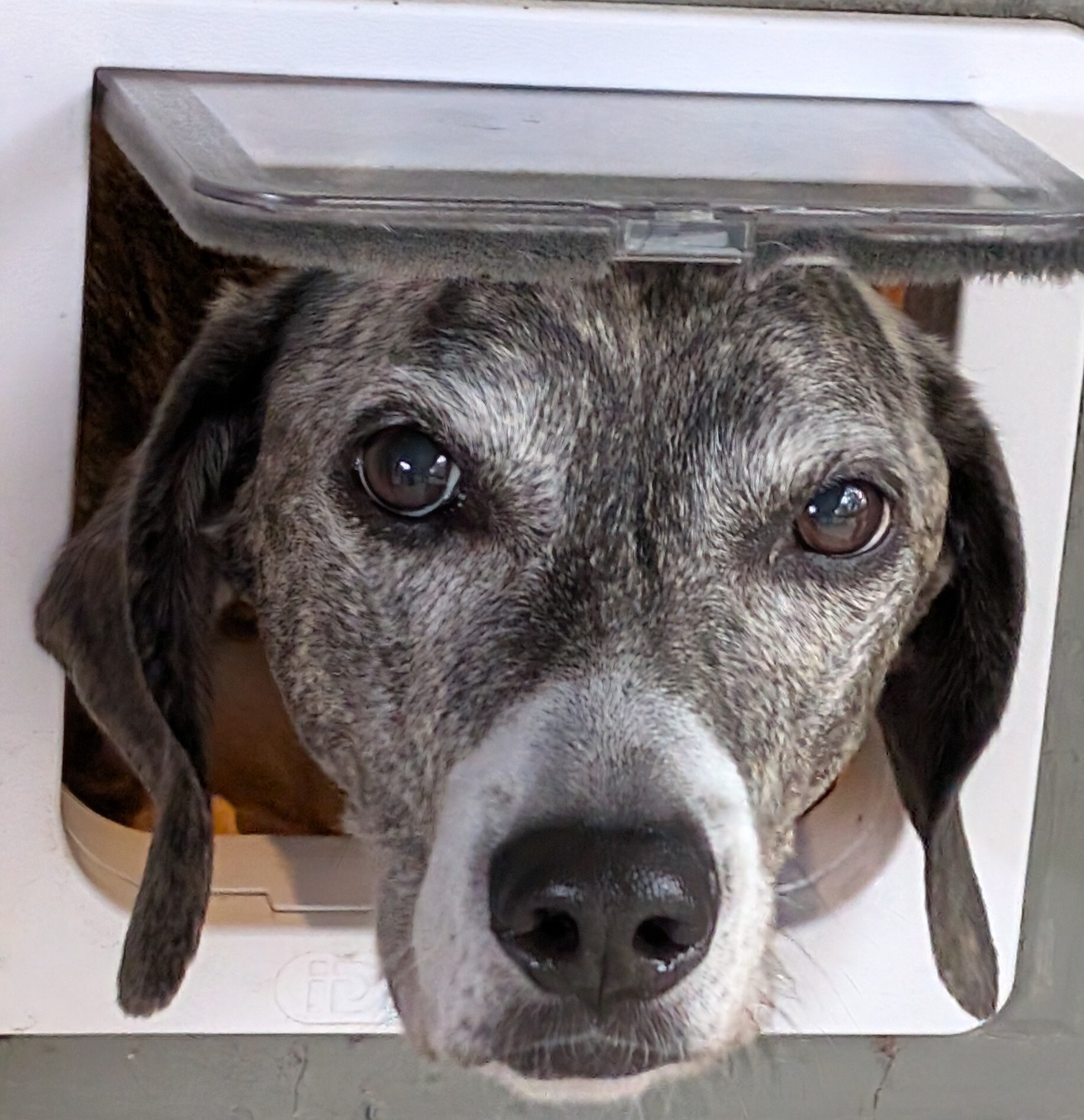 Dog sticking head out of cat door