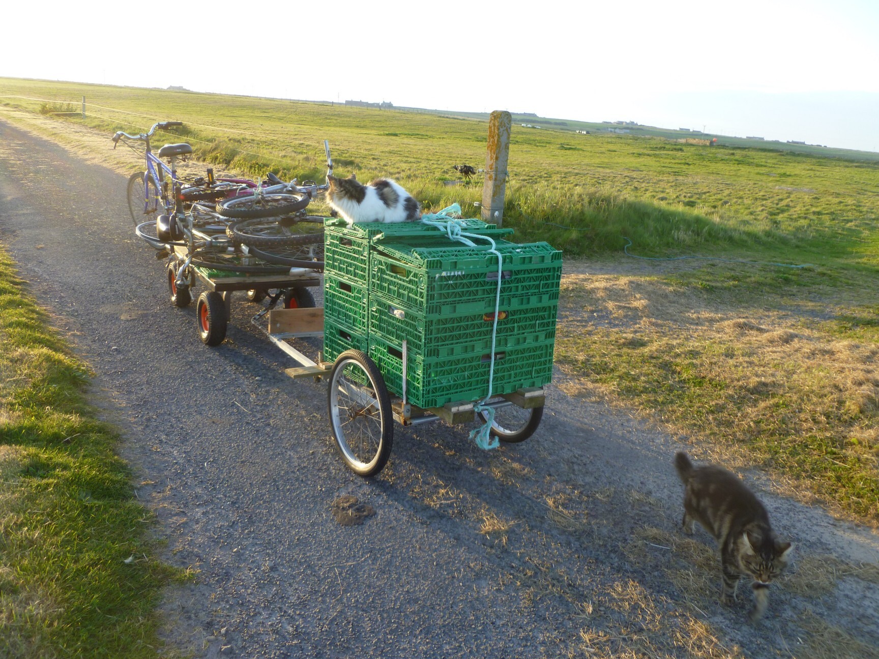 2 trailers connected to the bike. The front trailer has a stack of bicycles on it, and the rear trailer has green crates on top of which sits a cat. Another cat walks towards the camera