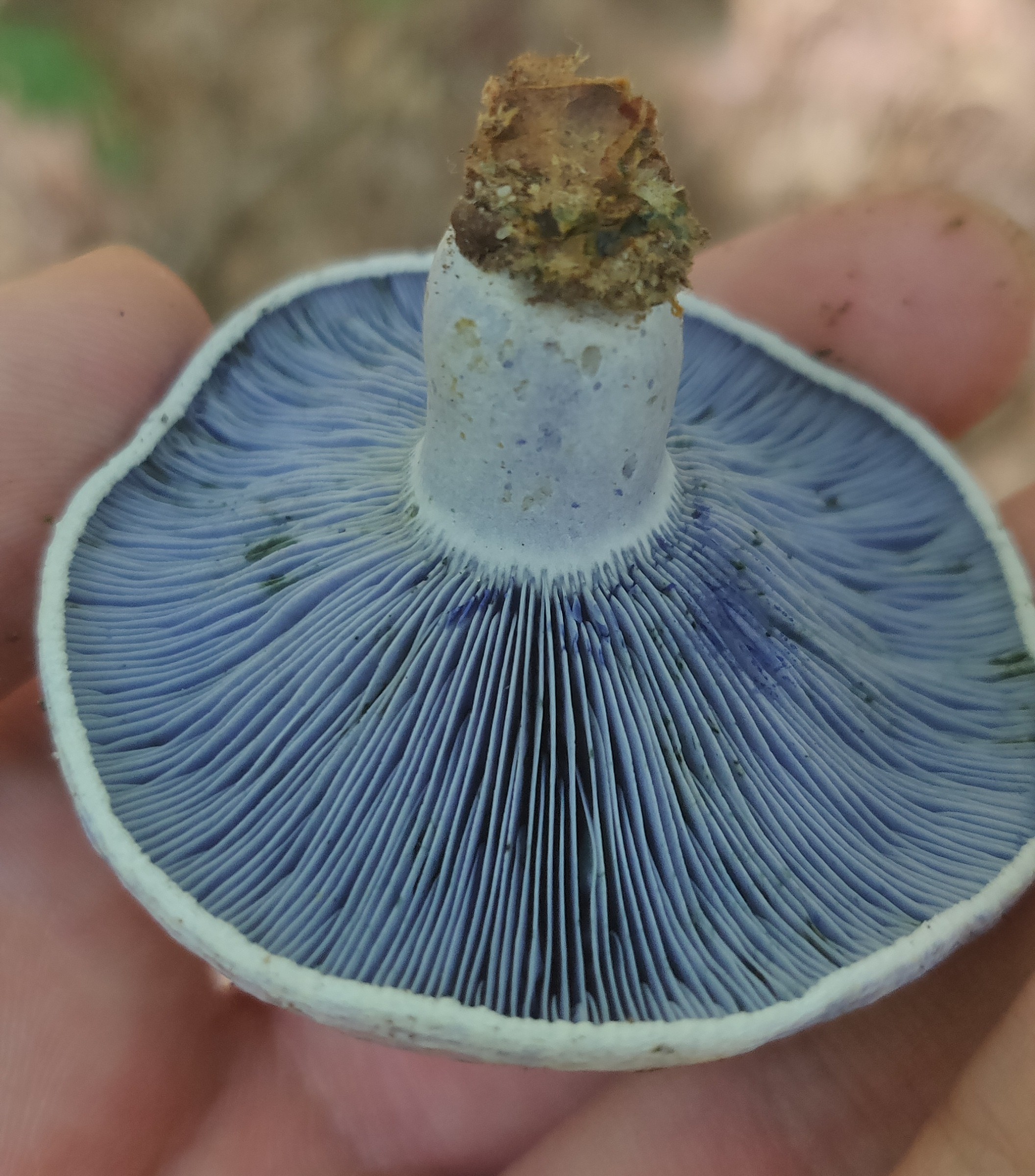 Bottom
