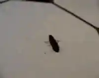 Beetle doing a sick flip with a twist 