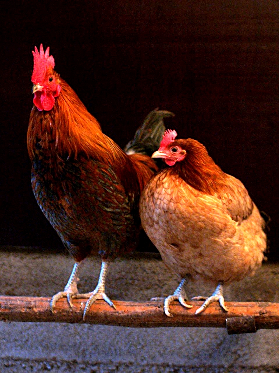 chicken