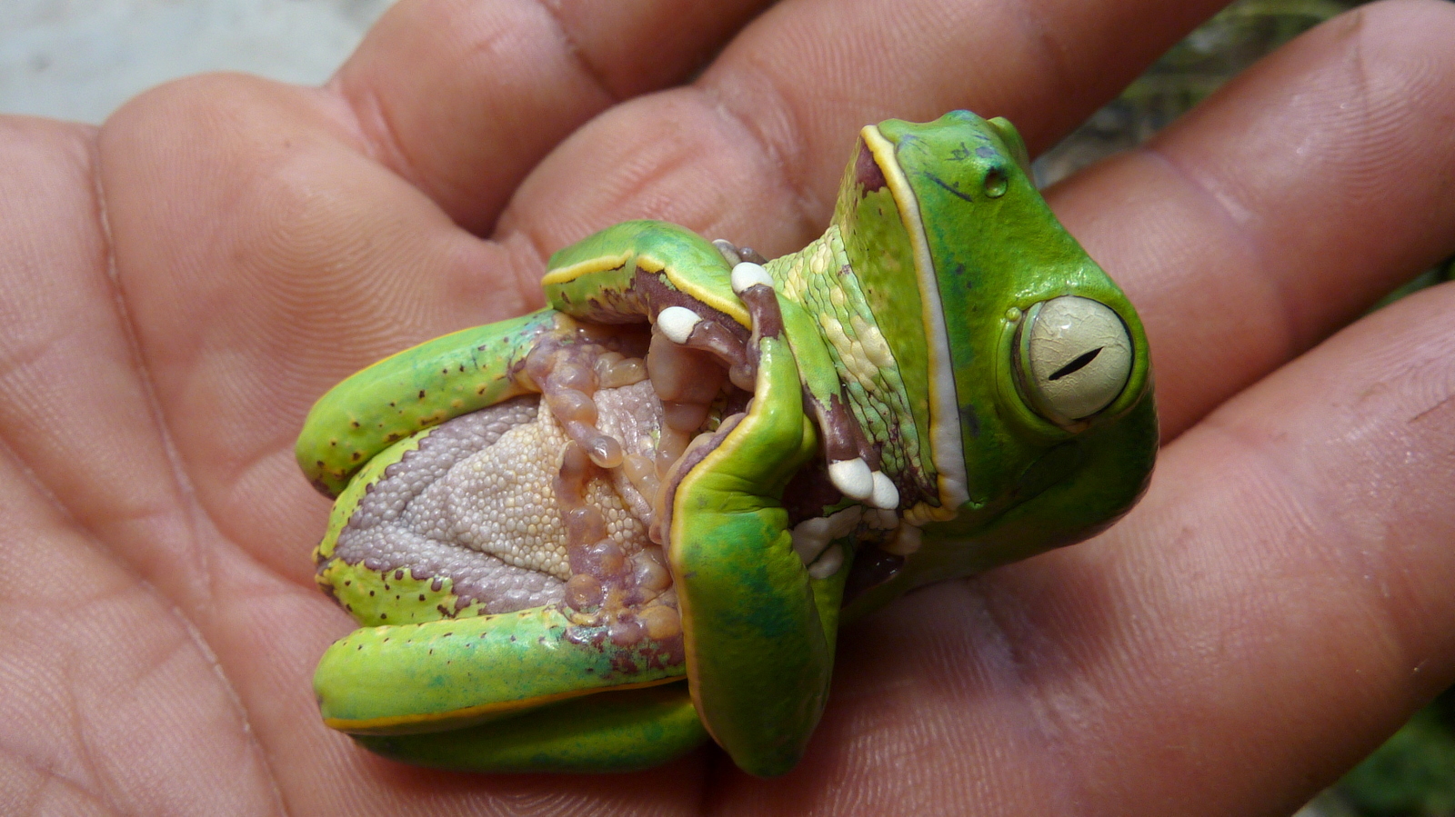 Frog stuck in tonic immobility